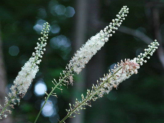 Cimicifuga racemosa- Black Cohosh Root Tincture