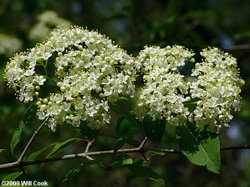 Viburnum prunifolium- Black Haw Bark Tincture