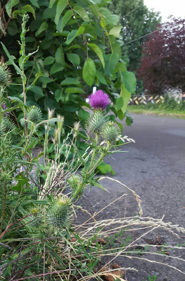 Cnicus benedictus- Blessed Thistle Tincture