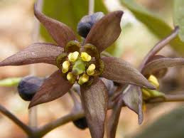 Caulophyllum thalictroides- Blue Cohosh Tincture