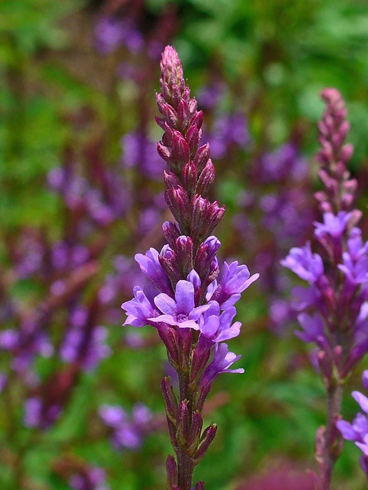 Verbena spp.- Blue Vervain Tincture