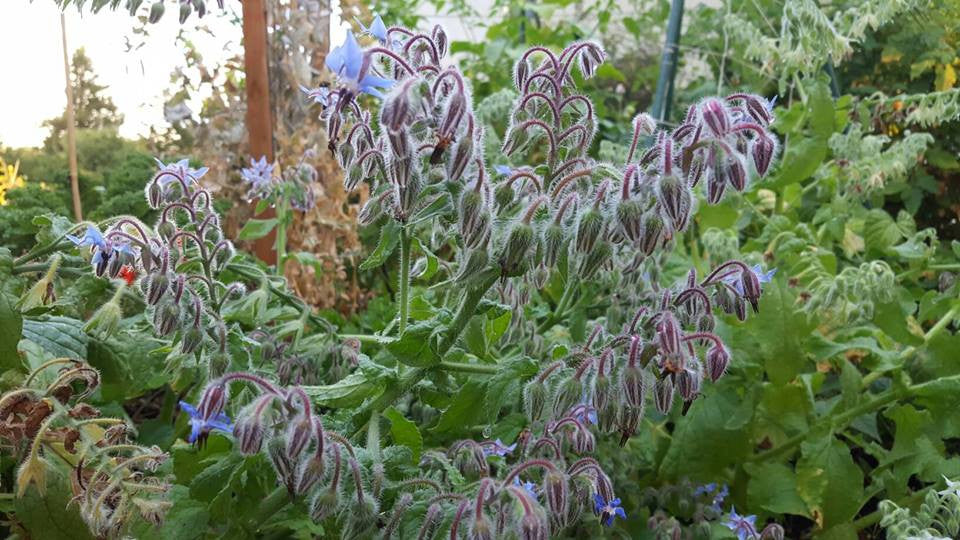 Borage officinalis- Borage Tincture