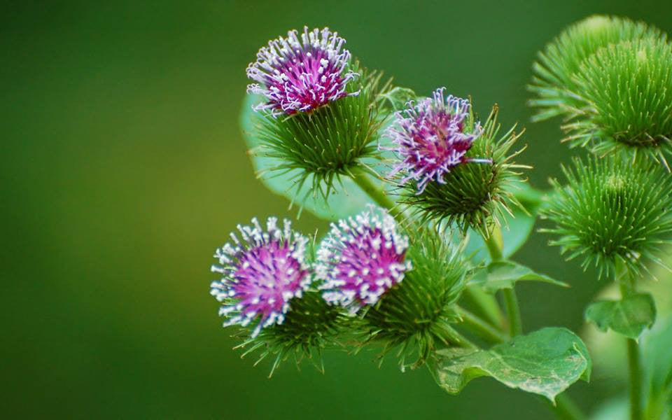 Artium lappa- Burdock Root Tincture