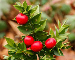 Ruscus aculeatus- Butchers Broom Tincture
