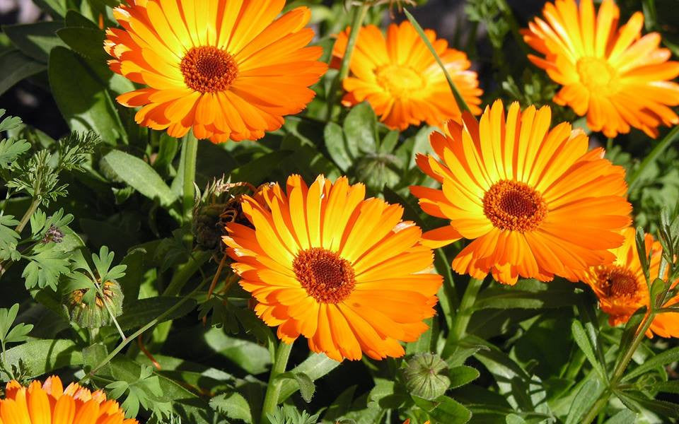 Calendula Officinalis- Calendula Tincture
