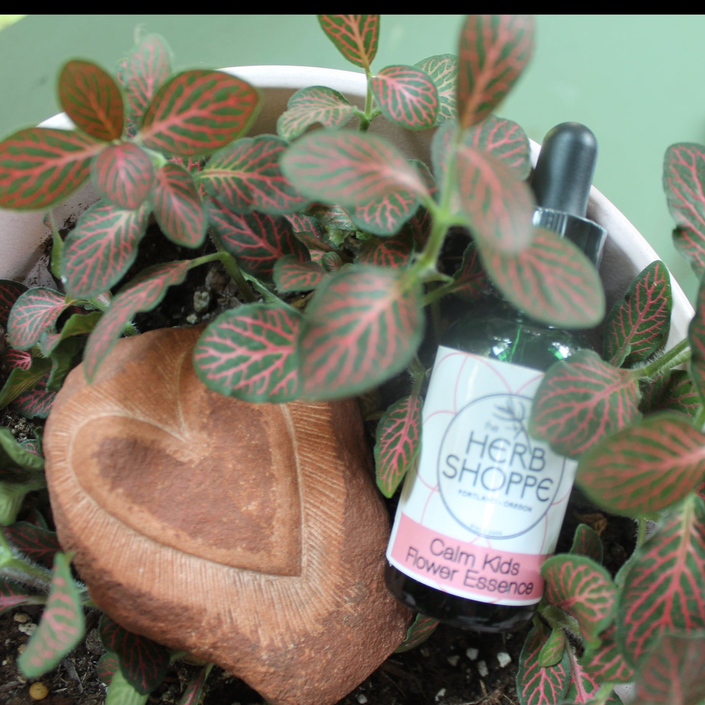 Calm Kids- Energetic Stress Relief for Kiddos Flower Essence 1oz