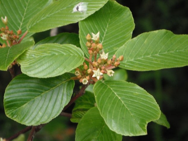 Rhamnus purshiana- Cascara Sagrada Tincture