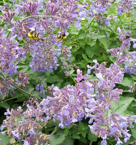 Nepeta cataria- Catnip Tincture