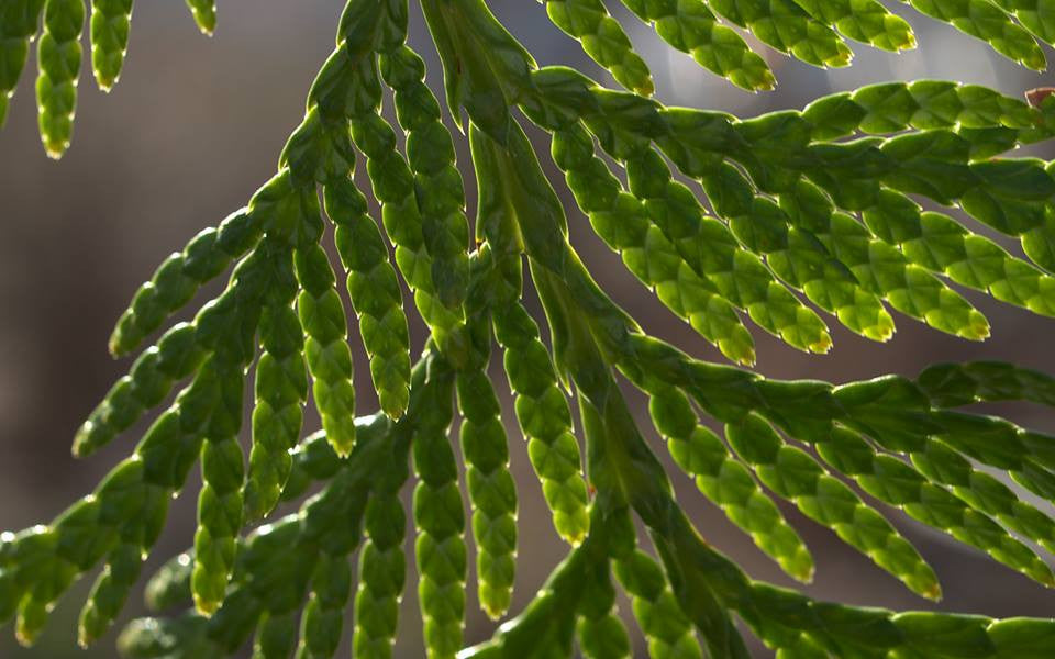 Thuja Plicata- Western Red Cedar Tincture