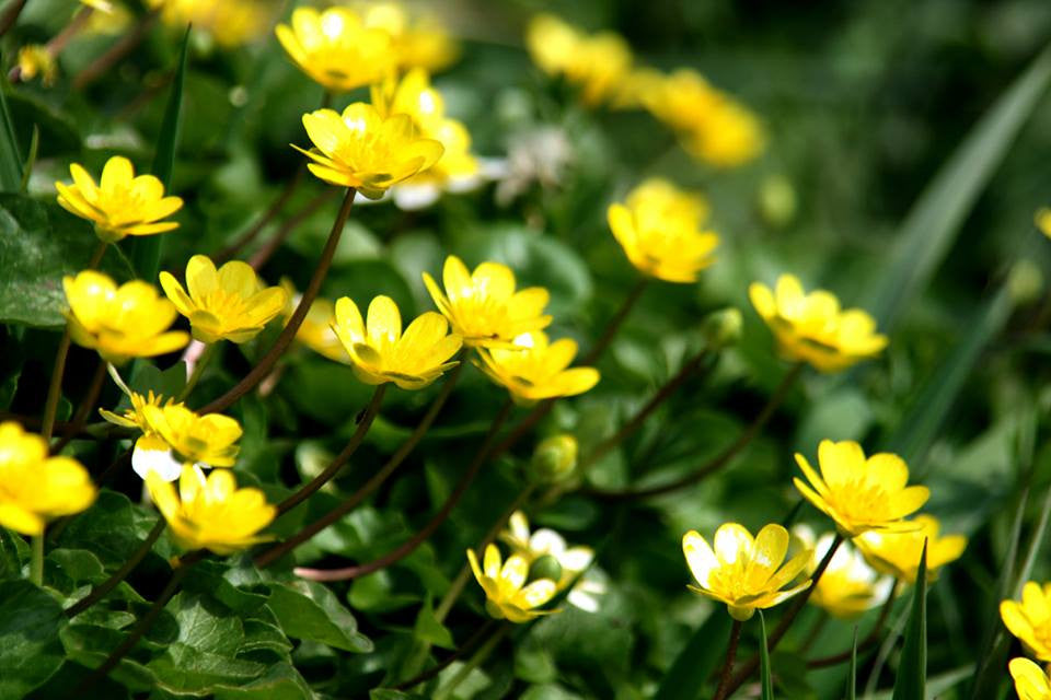 Chelidonium majus- Celandine Tincture