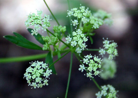 Apium graveolens- Celery Seed Tincture
