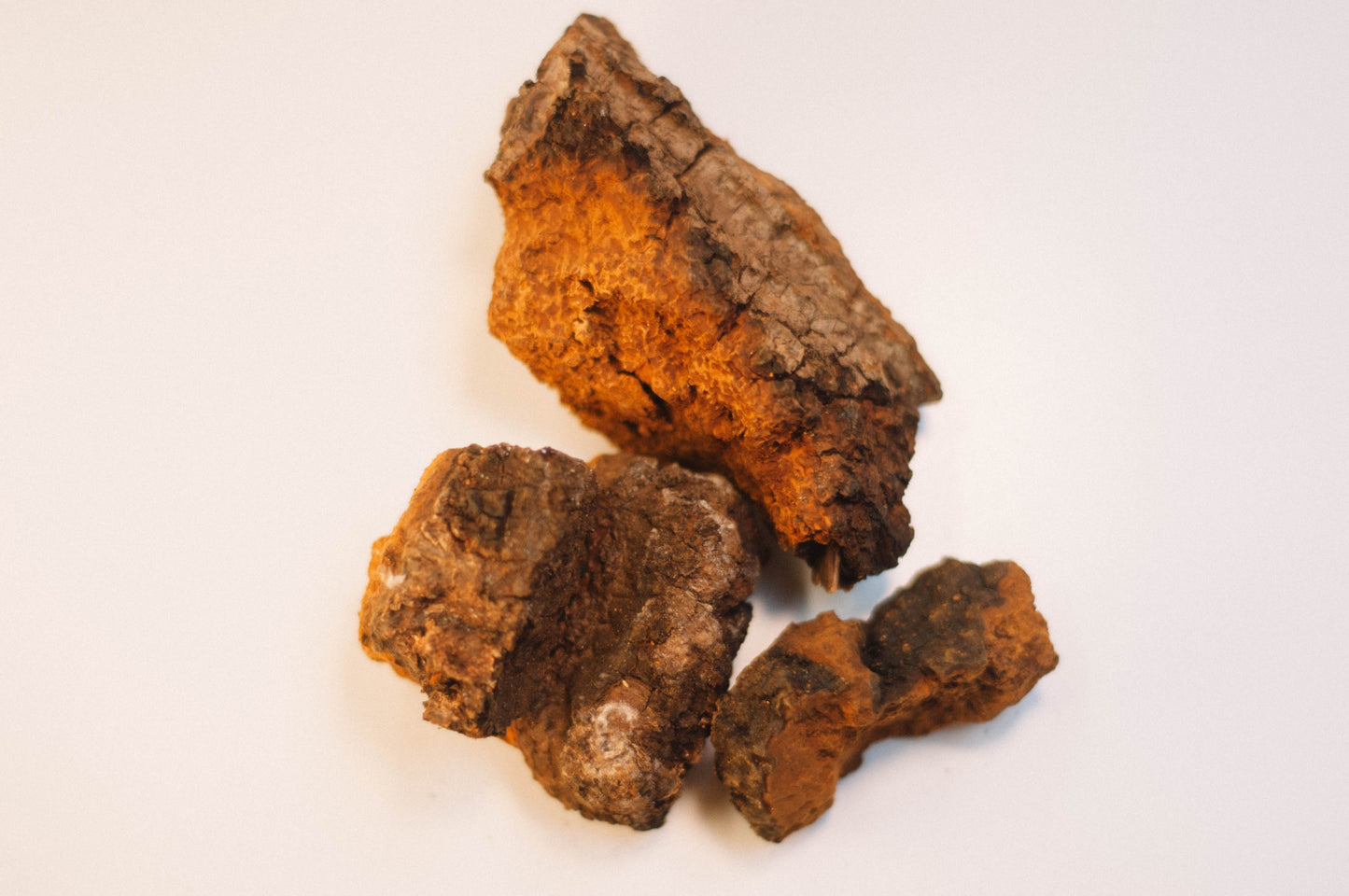 Chaga Mushroom