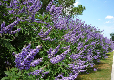 Vitex agnus-castus- Chaste Tree Berry Tincture