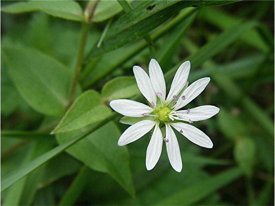Stellaria Media- Chickweed Tincture
