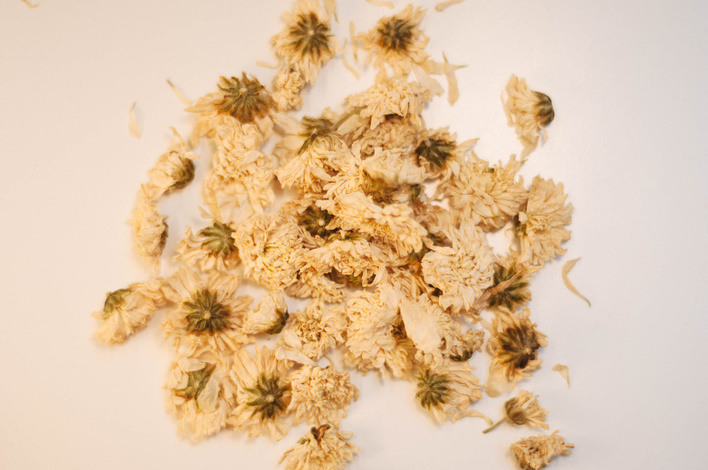 Chrysanthemum Flower