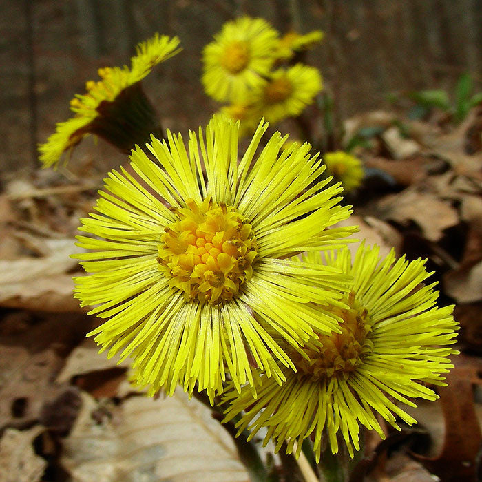 Tussilago farfara- Coltsfoot Tincture