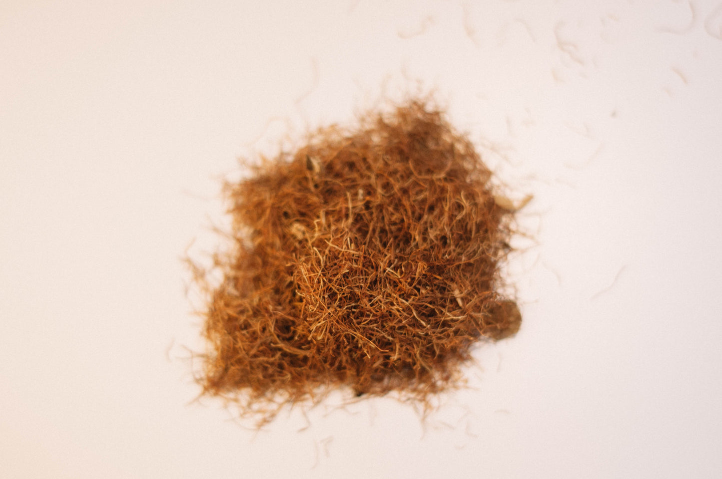 Cornsilk