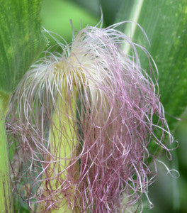 Zea mays- Cornsilk Tincture