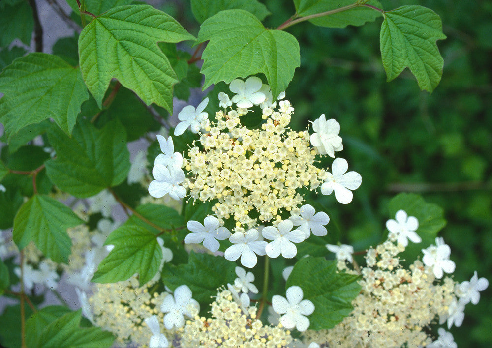 Viburnum opulus- Crampbark Tincture