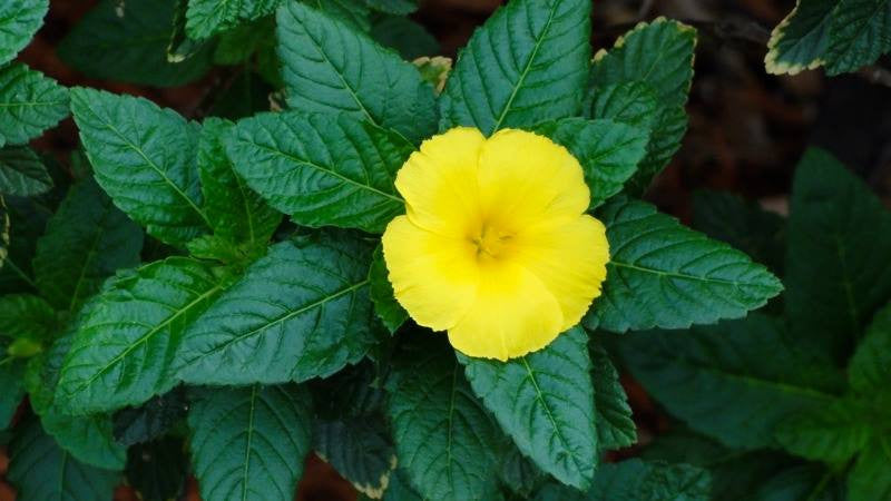 Turnera diffusa- Damiana Tincture