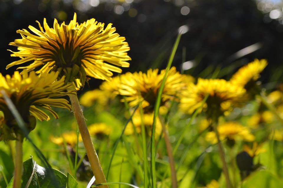 Taraxacum officinal- Dandelion Root Tincture