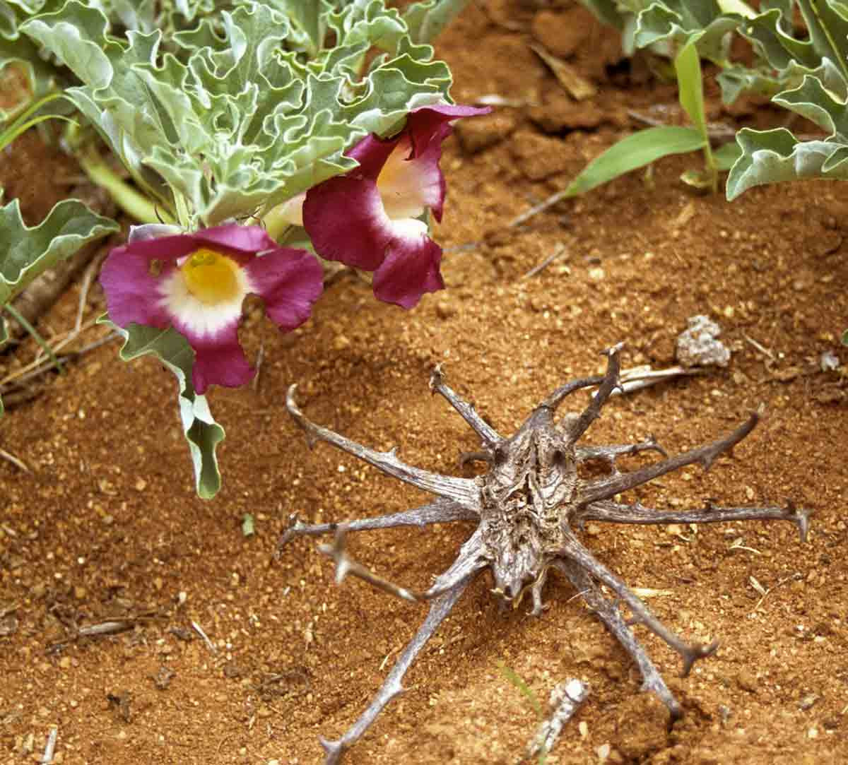 Devil Claw Plant For Use devil-claw-plant-for-use