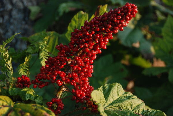 Oplopanax horridus- Devils Club Tincture