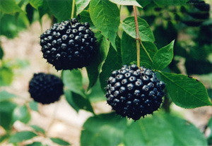 Eleutherococcus senticosus- Eleuthero Tincture