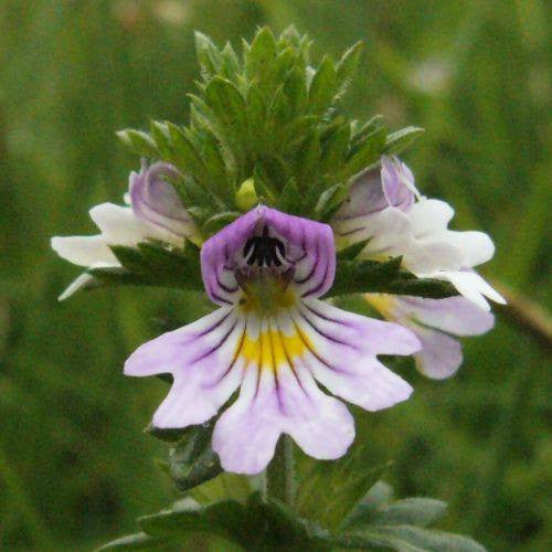 Euphrasia- Eyebright Tincture