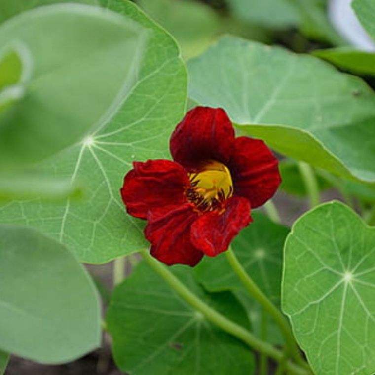 Black Velvet Nasturtium Seed Pack