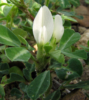 Trigonella foenum- Fenugreek Seed Tincture