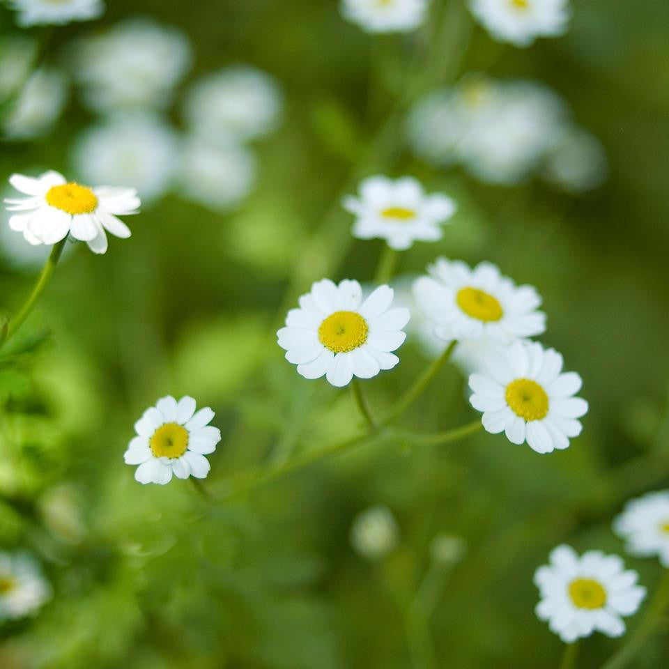 Tanacetum parthenium- Feverfew Tincture