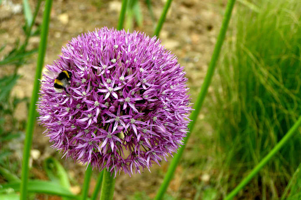 Allium sativum- Garlic Tincture