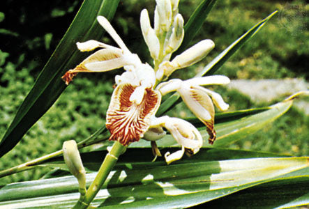 Zingiber officinale- Ginger Root Tincture