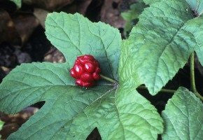 Hydrastis canadensis- Goldenseal Root Tincture