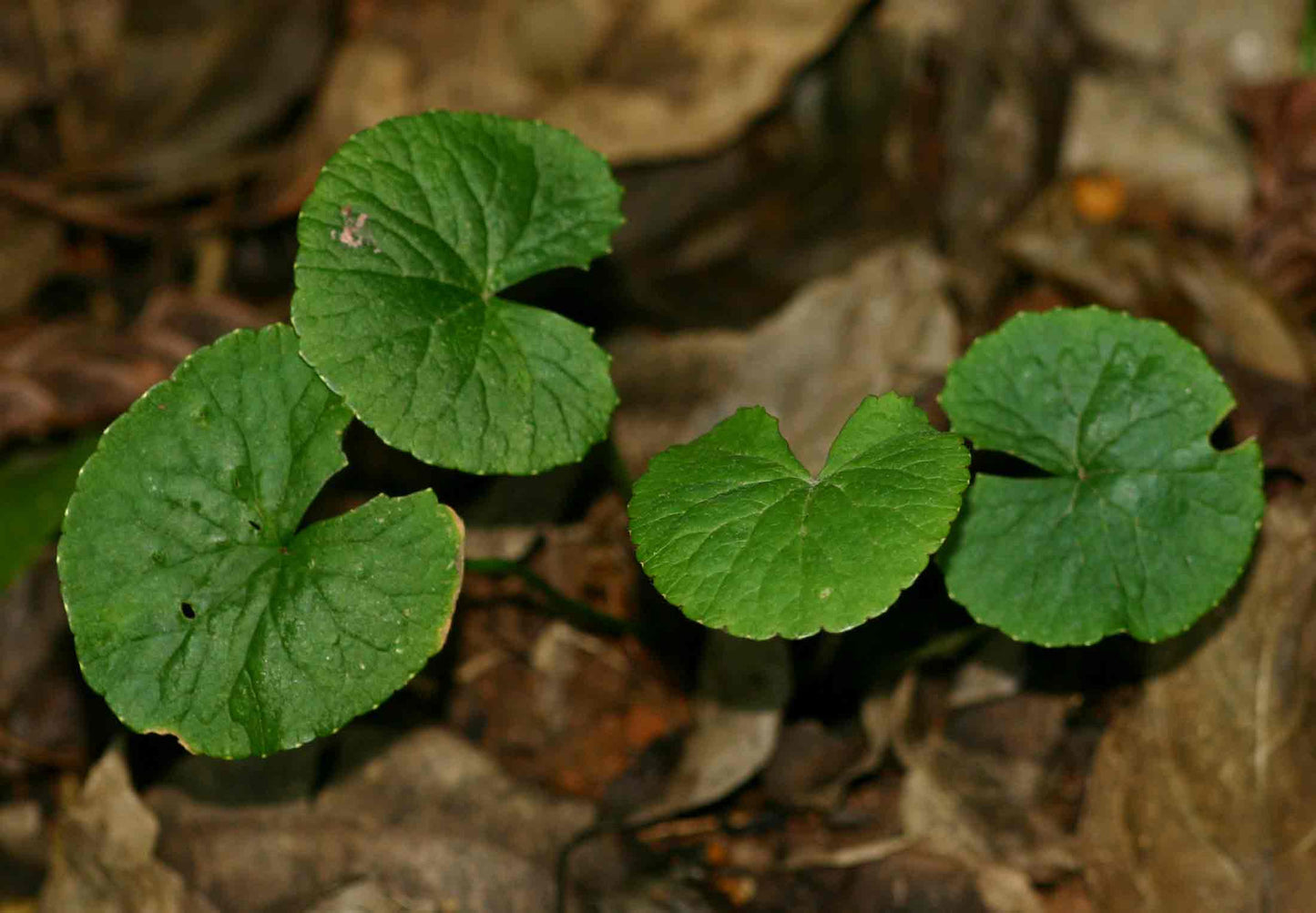 Centella asiatica- Gotu Kola Tincture
