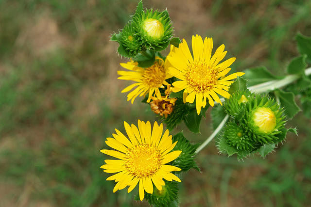 Grindelia squarrosa- Gumweed (Grindelia) Tincture
