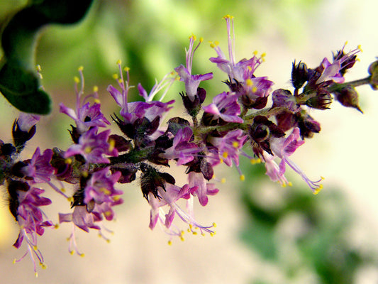 Ocimum tenuiflorum- Holy Basil (Tulsi) Tincture