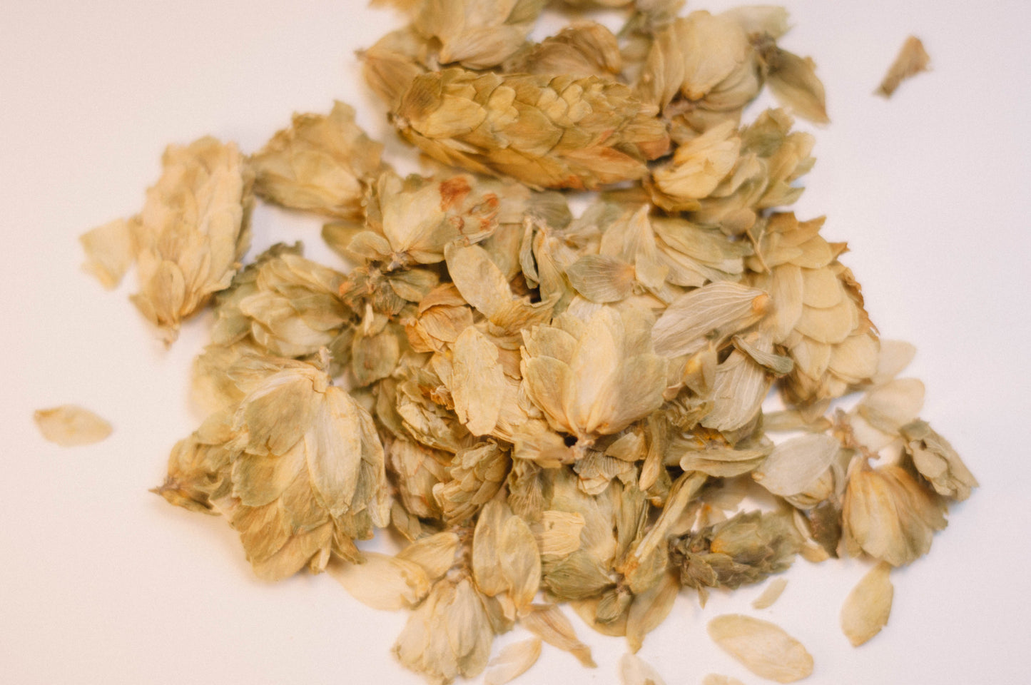 Hops Flower