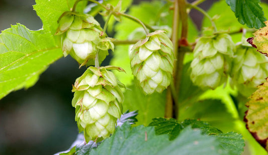 Humulus lupulus- Hops Flower Tincture