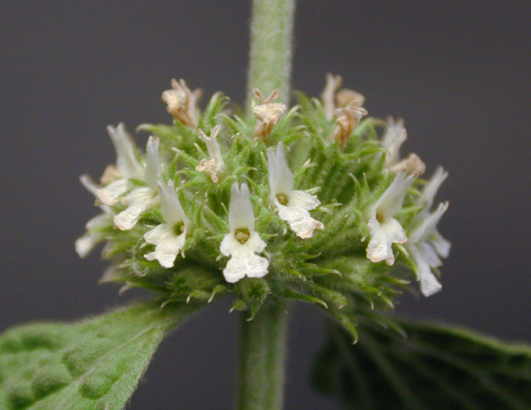 Marrubium vulgare- Horehound Tincture
