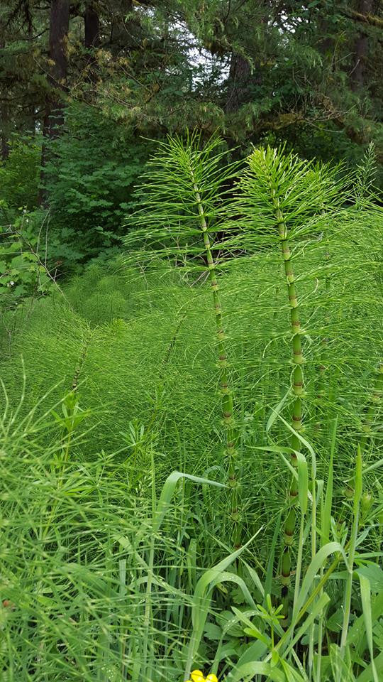 Equisetum arvense- Horsetail Tincture