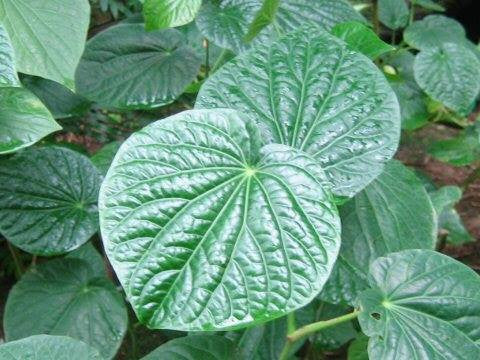 Piper methysticum- Kava Kava Root Tincture