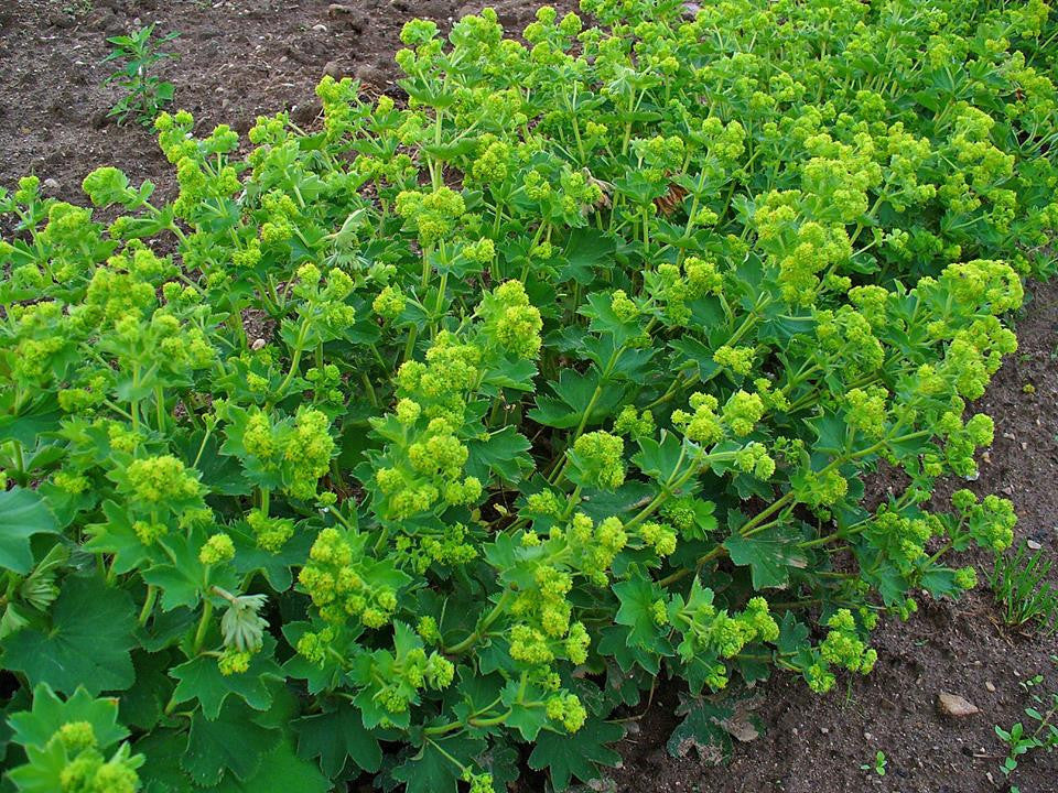Alchemilla xanthochlora- Ladys Mantle Tincture