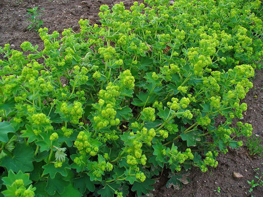 Alchemilla xanthochlora- Ladys Mantle Tincture