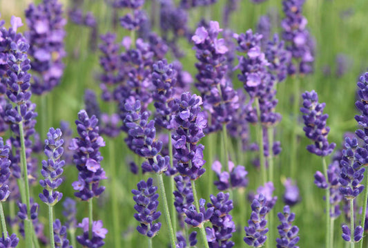 Lavendula angustifolia- Lavender Flower Tincture