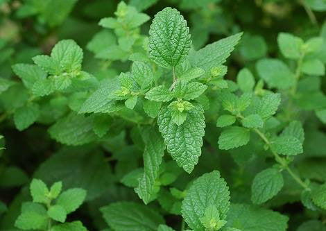 Melissa officinalis- Lemon Balm Tincture