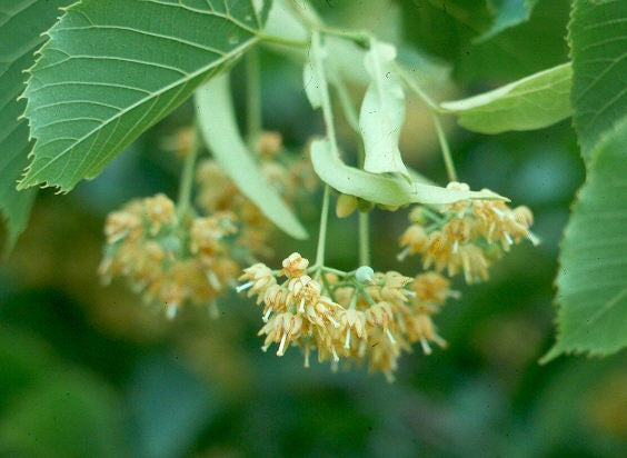 Tilia europaea- Linden Tincture