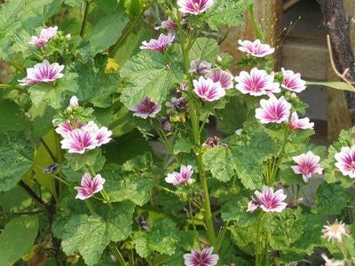 Althaea officinalis- Marshmallow Root Tincture