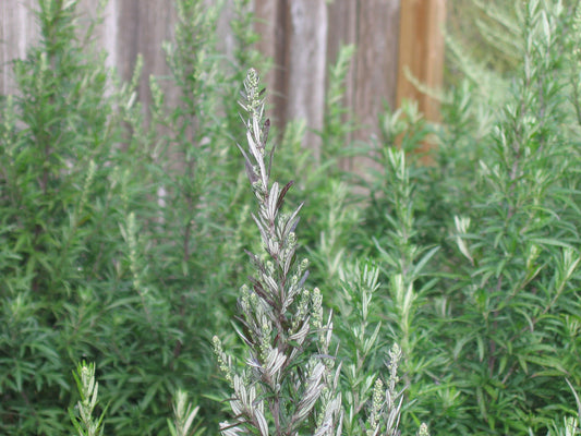 Artemesia vulgaris- Mugwort Tincture